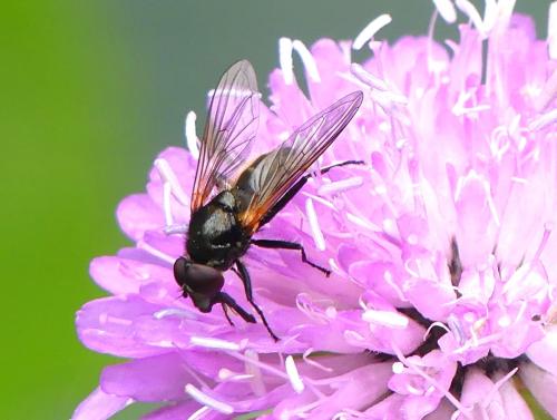 Cheilosia personata